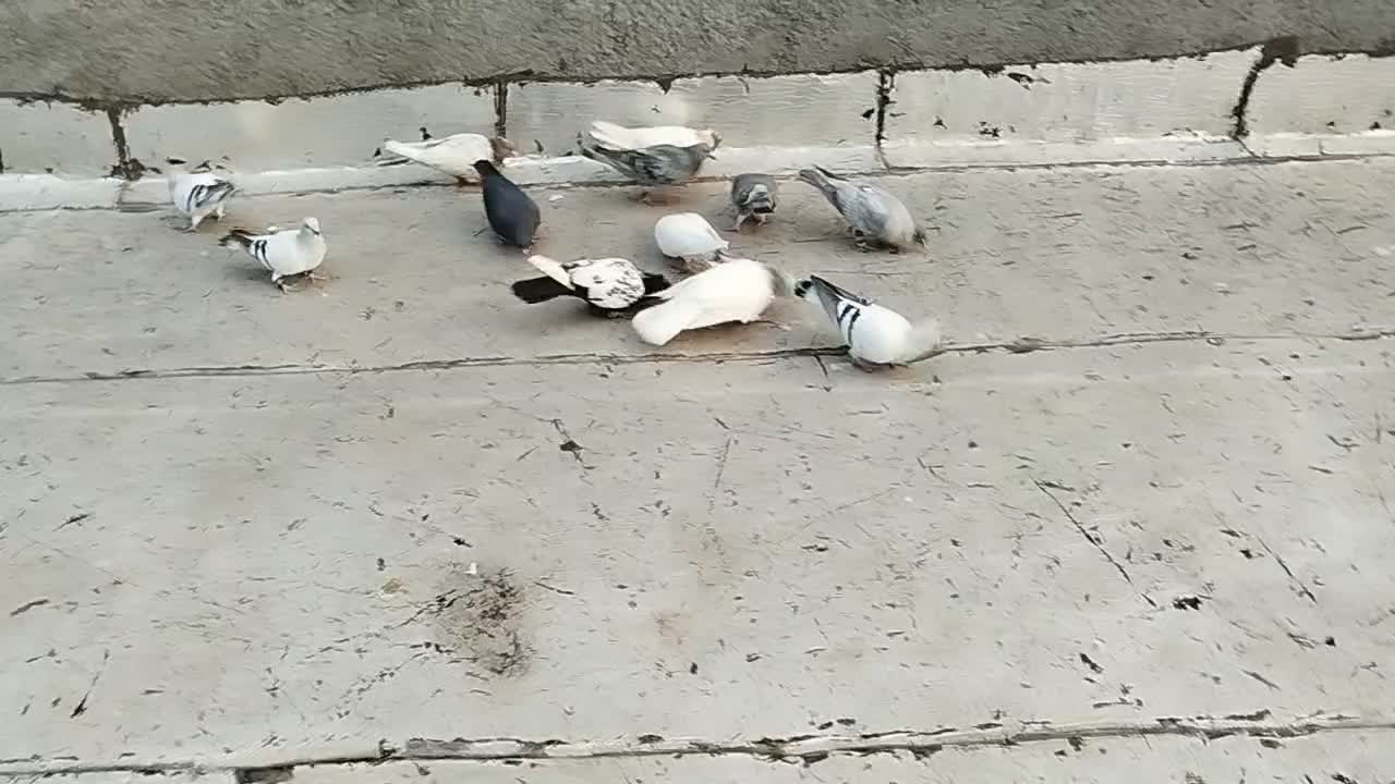 12 عدد کفتر پرشی|پرنده|شیروان (خراسان), |دیوار