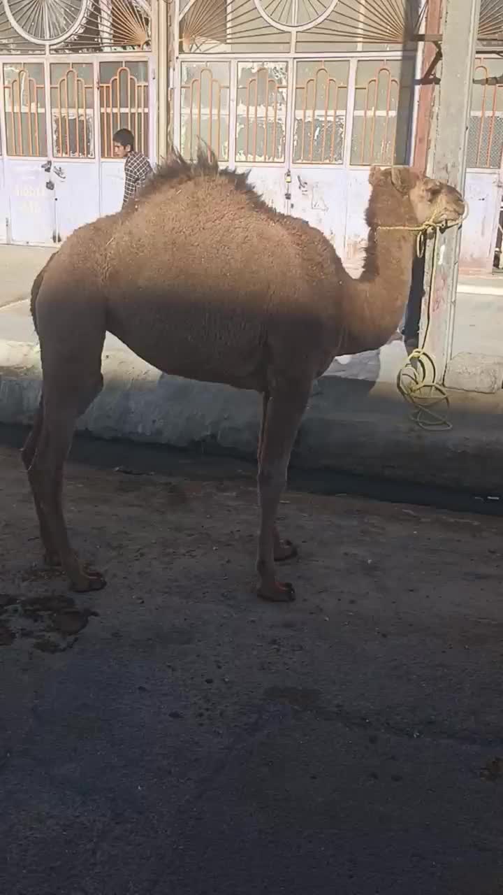 جونگ شتر زهک|حیوانات مزرعه|جزنیک, |دیوار