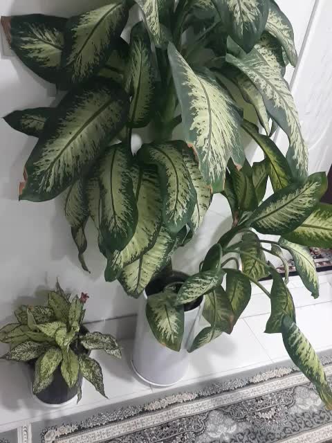 گل دیفین|گل و گیاه طبیعی|گناباد, |دیوار