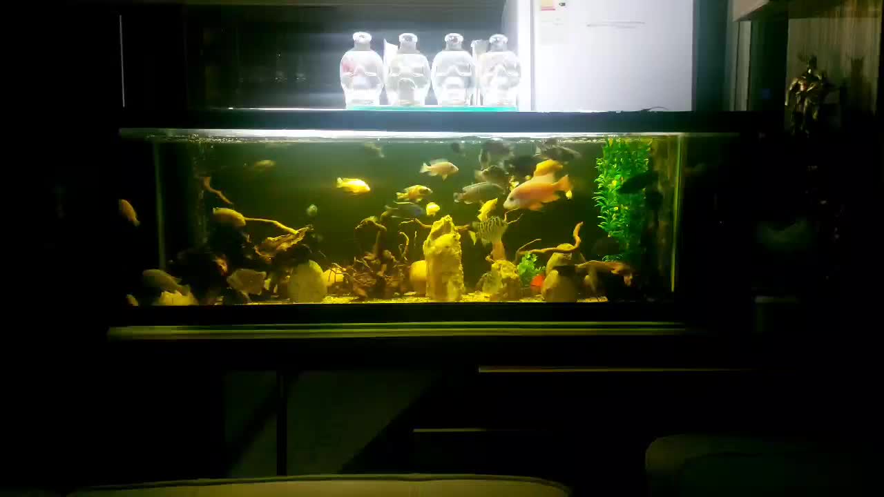 آکواریم. ماهی|ماهی|زاهدان, |دیوار