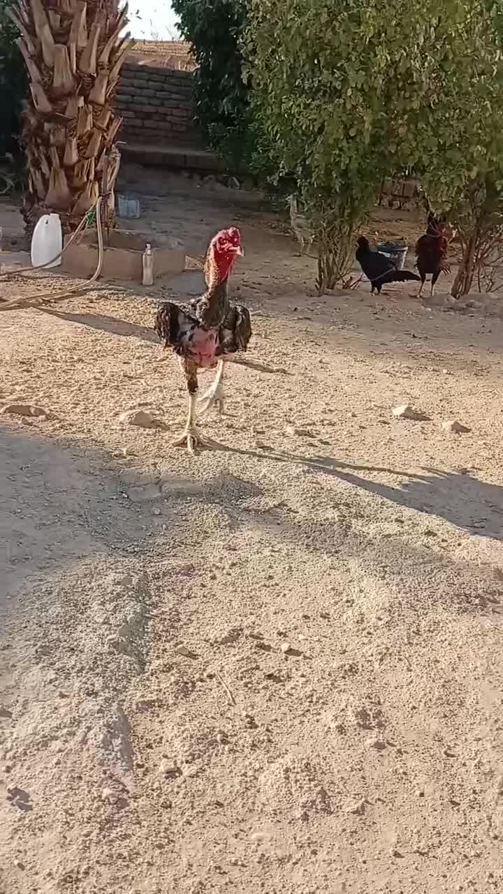 خروس لاری اوشامو|حیوانات مزرعه|سرپل ذهاب, |دیوار