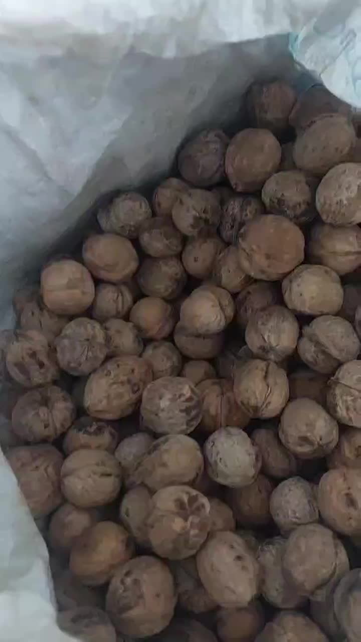 گردو بجنورد یکدست و تو پر و پرچرب|خوردنی و آشامیدنی|قائم‌شهر, |دیوار