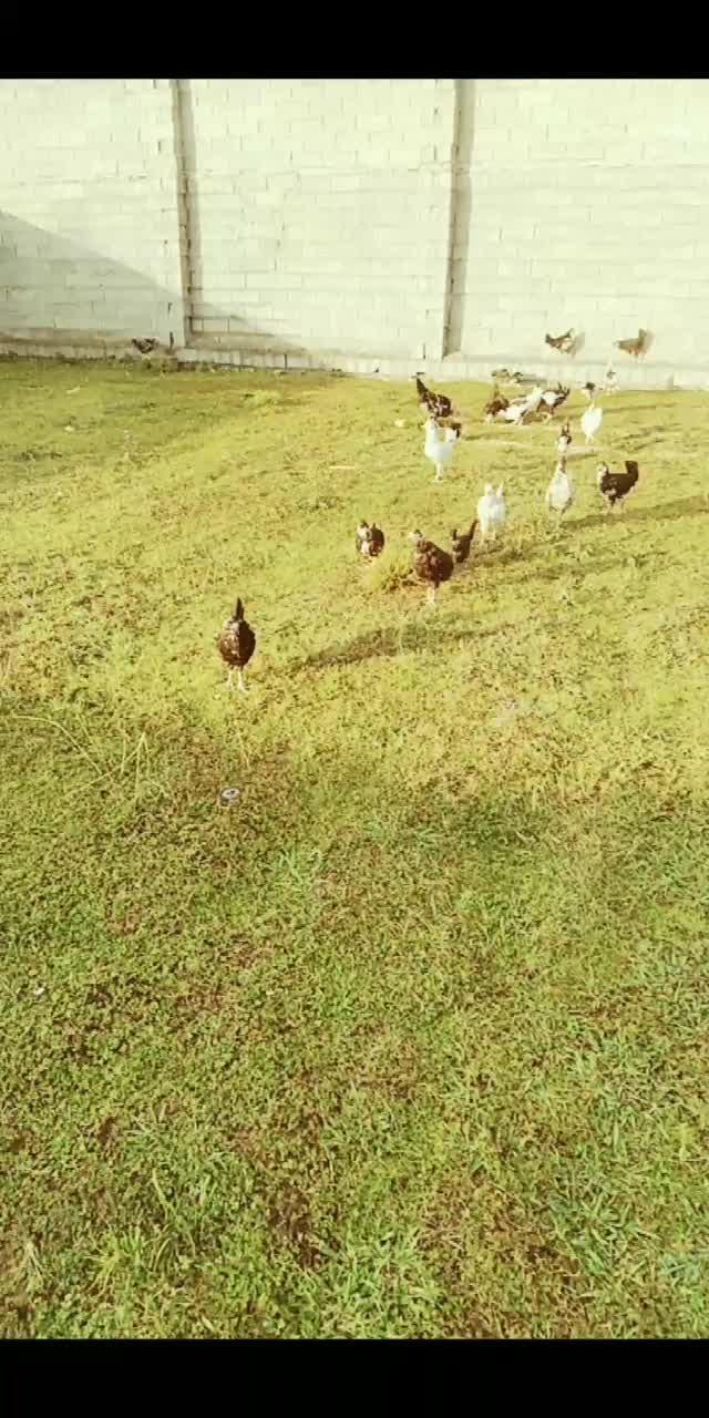 فروش یا معاوضه گلین فقط با بره|حیوانات مزرعه|قائمشهر, |دیوار