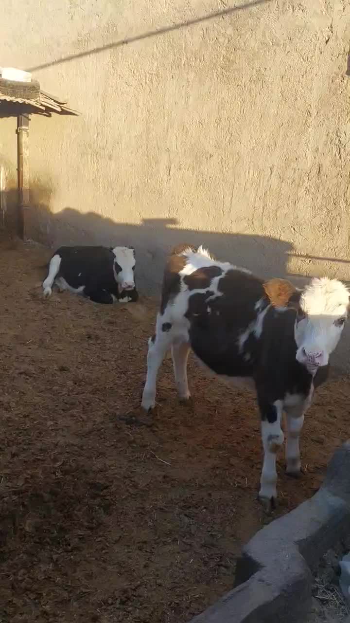 ۲راس سیمنتال ماده ۲۵۰ کیلویی|حیوانات مزرعه|شال, |دیوار