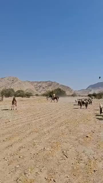 اسب دره شوری|اسب و تجهیزات اسبسواری|جره و بالاده, |دیوار