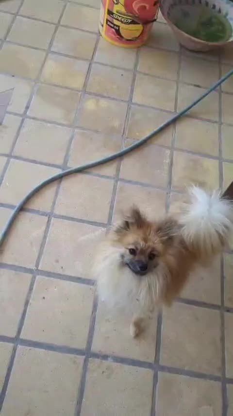 سگ نر پامرین|سگ|یزد, |دیوار