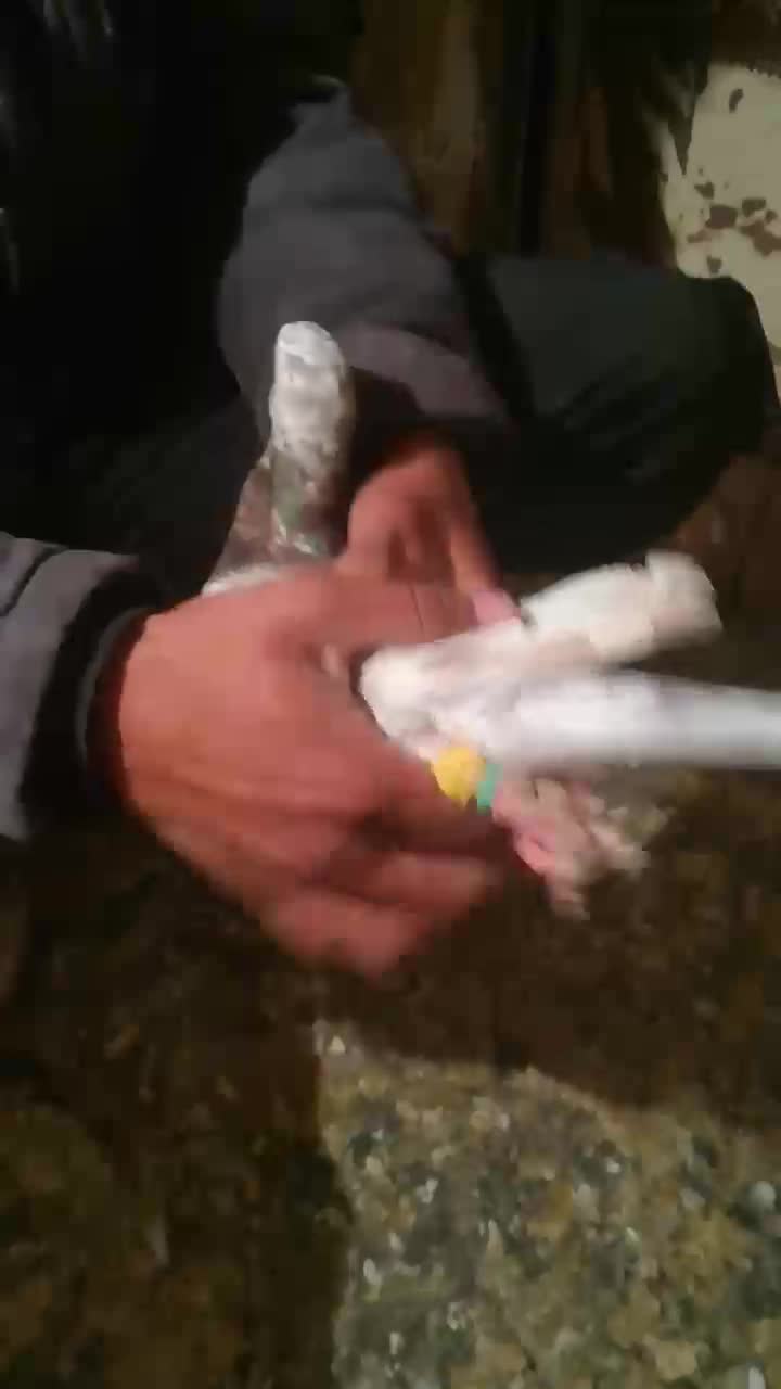 هفرنگ|پرنده|قزوین, |دیوار