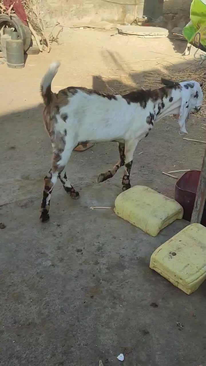 پنجاب نر رنگی برای نسل|حیوانات مزرعه|چابهار, |دیوار