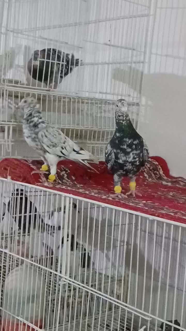 کفتر|پرنده|نیشابور, ریوند|دیوار