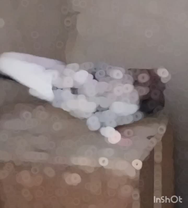 کفتر گمشده|حیوانات|فردوسیه, |دیوار