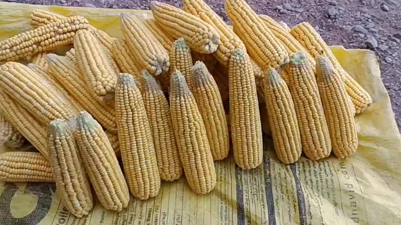 ذرت علوفه‌ای|حیوانات مزرعه|صومعه‌سرا, |دیوار