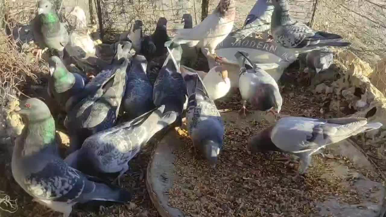 کبوتر چاشنی|پرنده|سرداران, |دیوار