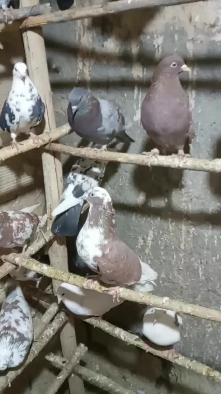 ۲۶کفترغریب گیری برای جلد کردن چند جوجه خوب|پرنده|جوادآباد, |دیوار