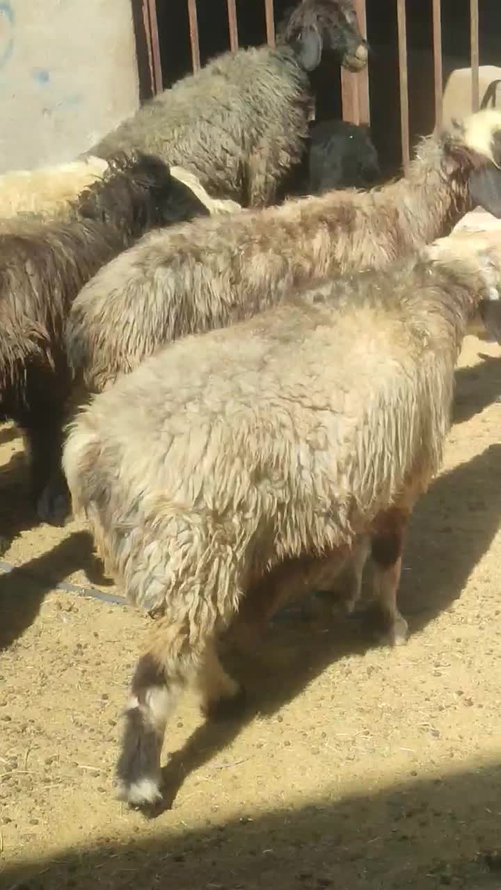 میش آبستن|حیوانات مزرعه|فیروزآباد (فارس), |دیوار