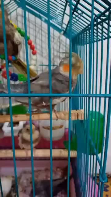 دو جفت عروس هلندی با دوتا جوجه دانخور|پرنده|مشهد, شیرودی|دیوار