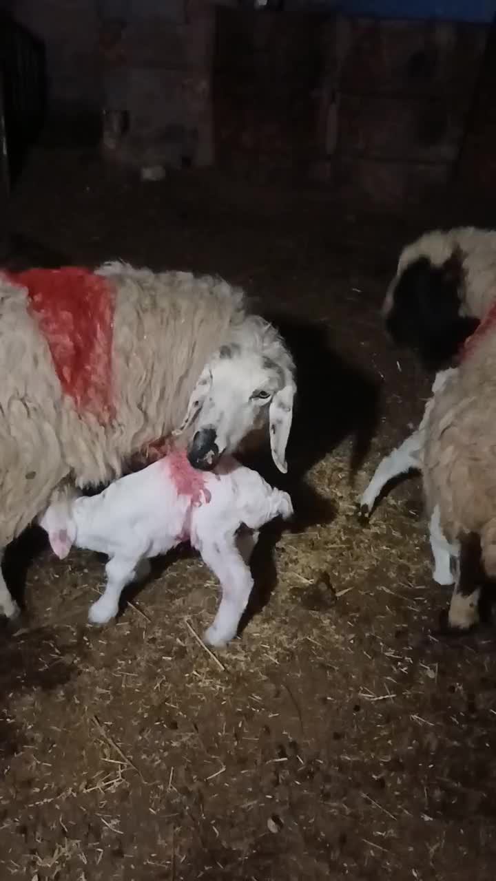 میش زایده|حیوانات مزرعه|زیرکوه, |دیوار