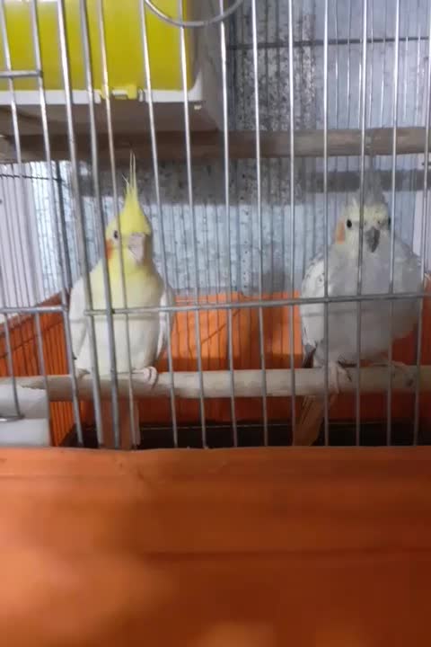 یکجفت طوطی لوتینویو|پرنده|محمدیه-قزوین, |دیوار