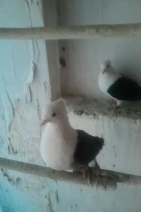 دوعد ماده پشتدار سیاه و سبز|پرنده|تهران, جوادیه تهرانپارس|دیوار