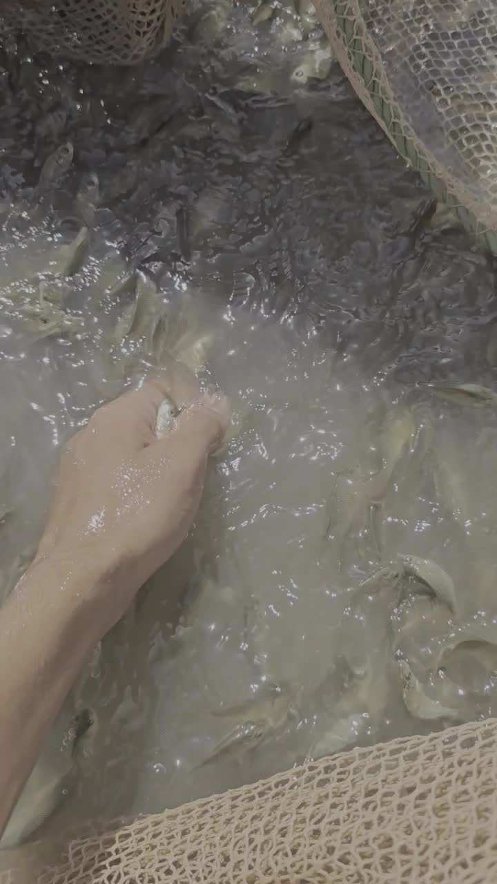 بچه ماهی|ماهی|اهواز, کارون|دیوار