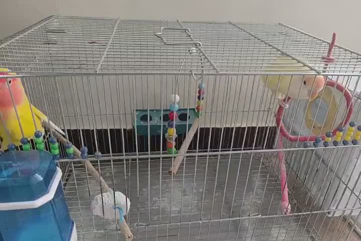 طوطی برزیلی|پرنده|آبادان, |دیوار