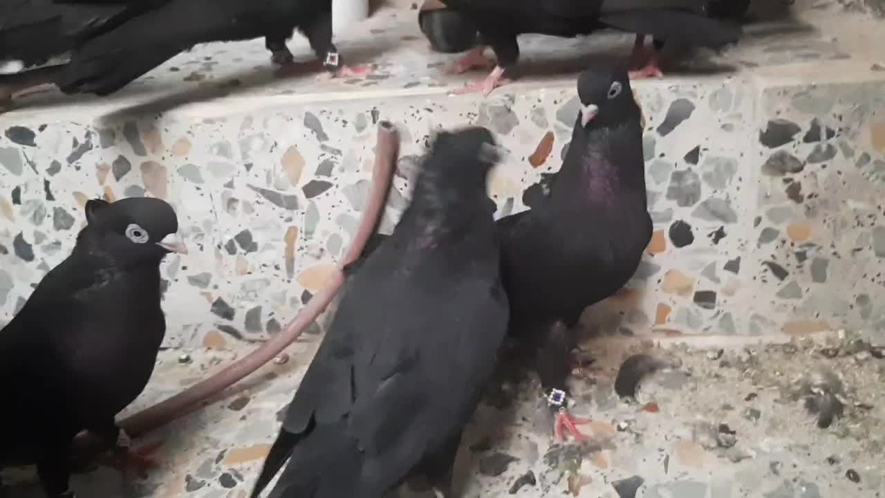 سیاه واکسی|پرنده|مسجد سلیمان, |دیوار