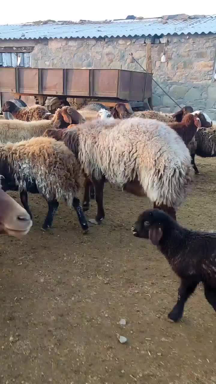 قوچ همو|حیوانات مزرعه|مشهد, احمدآباد|دیوار