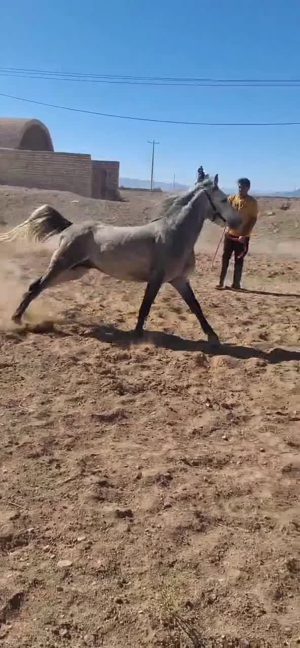 نریون ترکی 4 تا 5 سال|اسب و تجهیزات اسبسواری|ابرکوه, |دیوار