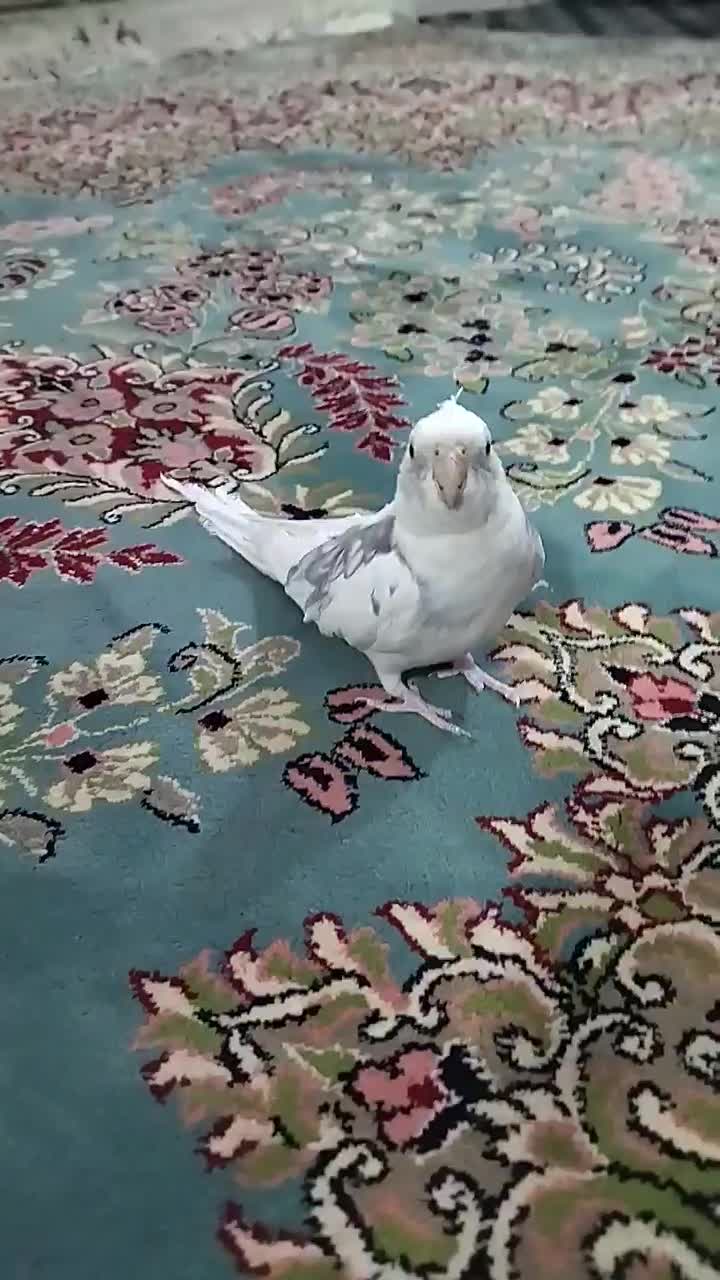 عروس هلندی نر|پرنده|خاش, |دیوار