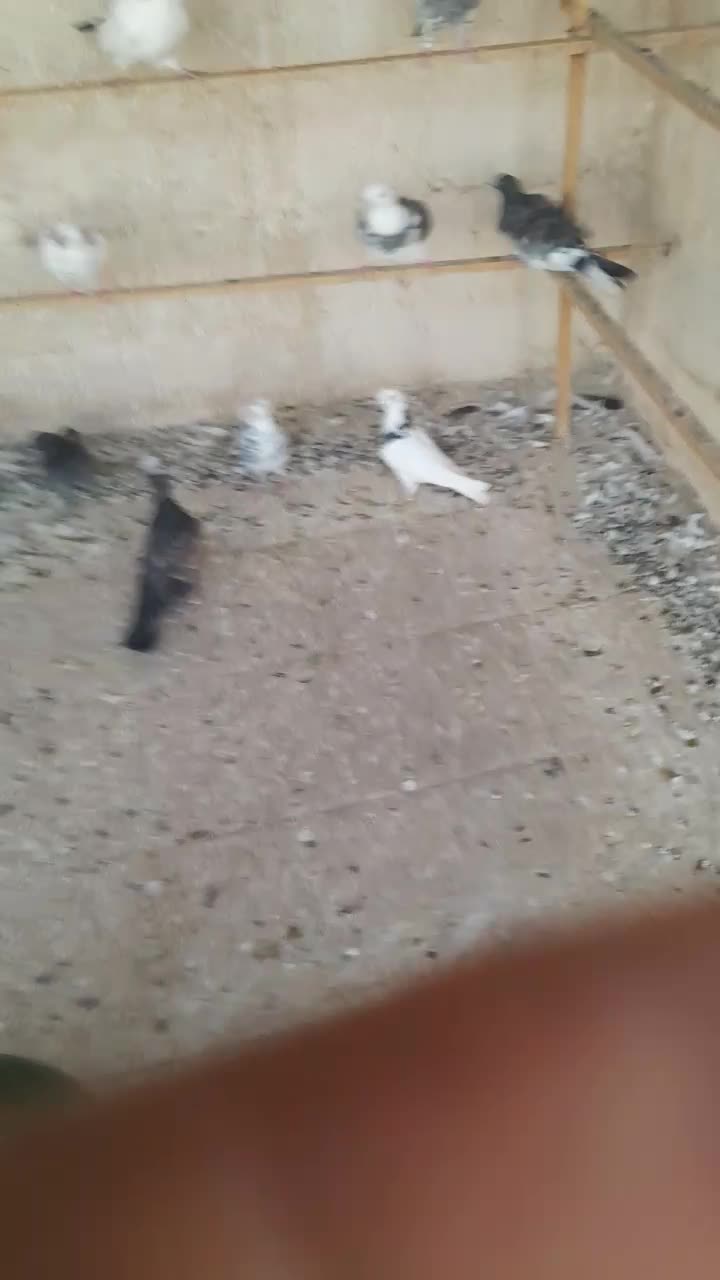 کبوتر پرشی|پرنده|پاکدشت, پارچین|دیوار