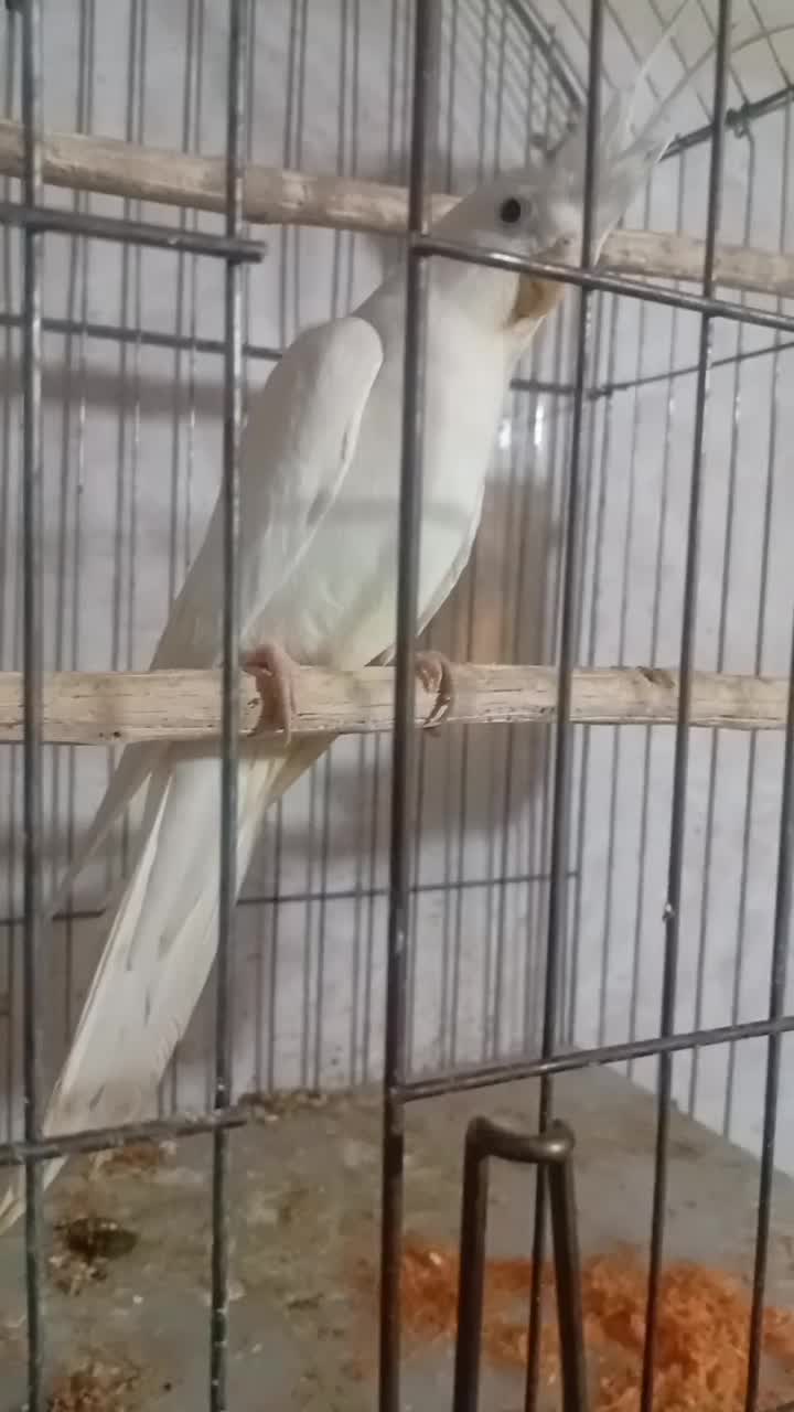 عروس هلندی جفت مولد آلبینو با جوجه|پرنده|ری, حمزهآباد|دیوار