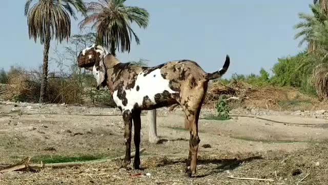 پاچن پنجاب گل گلی اصل|حیوانات مزرعه|چابهار, |دیوار