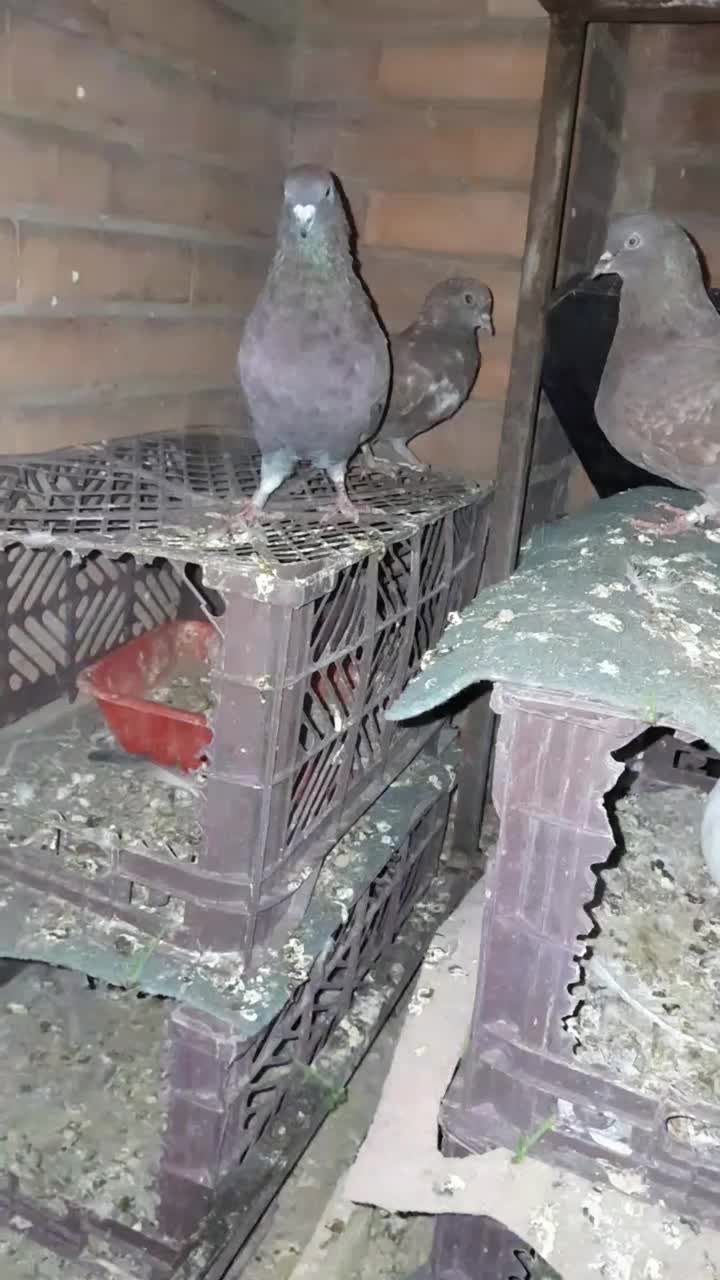 کبوتر|پرنده|فولادشهر, مسکن مهر فولادشهر|دیوار