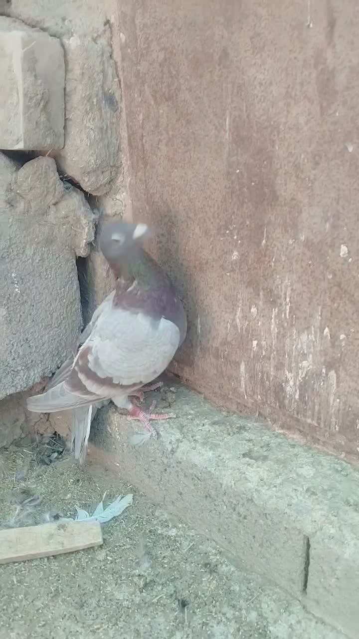 ماده لایه قوره ای|پرنده|بیرجند, |دیوار