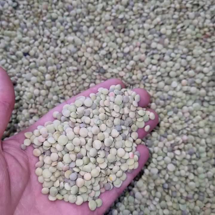 عدس|خوردنی و آشامیدنی|تهران, طرشت|دیوار