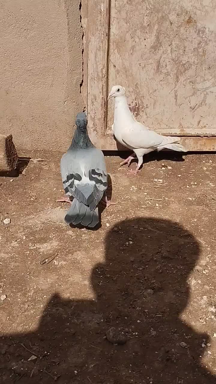 کفتر|پرنده|تربت‌حیدریه, ترمینال|دیوار