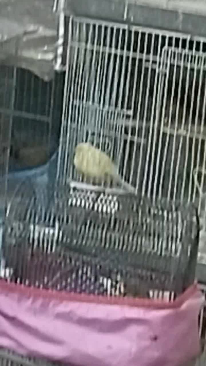 سهره کرمونی دهنزن دورگ پشت گلی پشت گل کامل خط سیاه|پرنده|خور (فارس), |دیوار