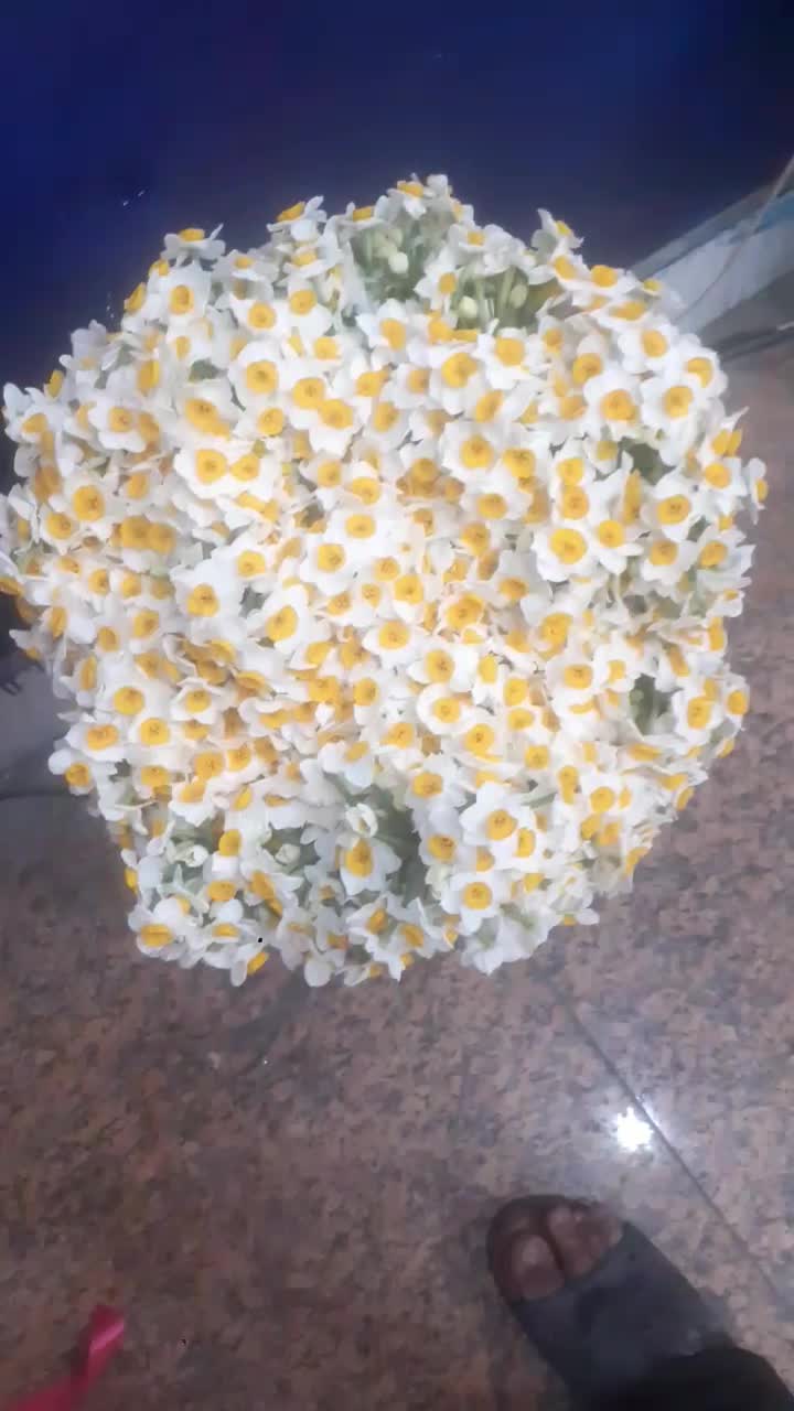 گل نرگس|گل و گیاه طبیعی|برازجان, |دیوار