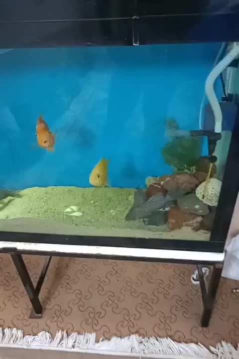 ماهی آکواریم|ماهی|جهرم, |دیوار