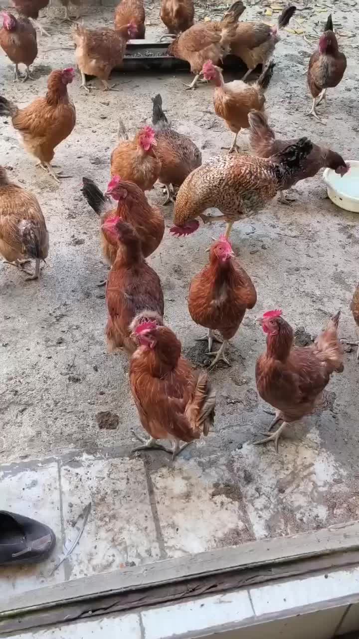 مرغ تخم گذار|حیوانات مزرعه|ماهدشت, |دیوار