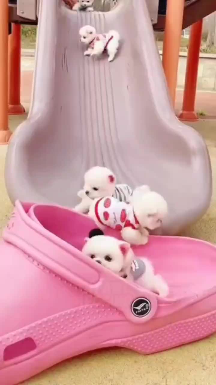 پاممراننین وارداتی یه وجبی|سگ|تهران, جوانمردان (اندیشه)|دیوار