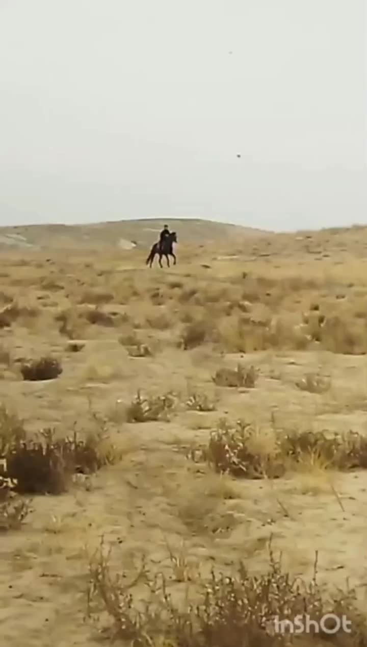 اسب|اسب و تجهیزات اسبسواری|تربتحیدریه, باغ سلطانی|دیوار