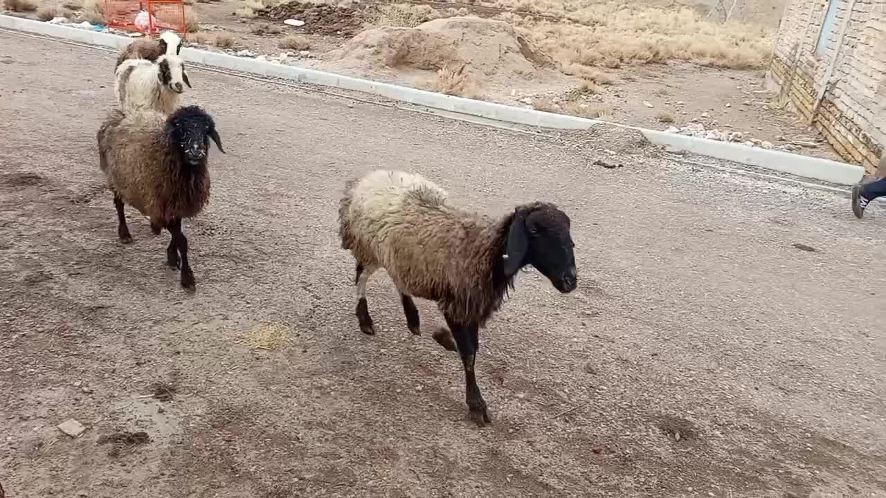 میش|حیوانات مزرعه|کربال, |دیوار