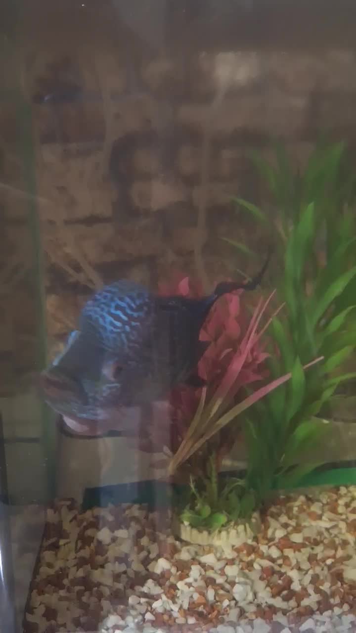 ماهی مانستر|ماهی|تهران, حکیمیه|دیوار