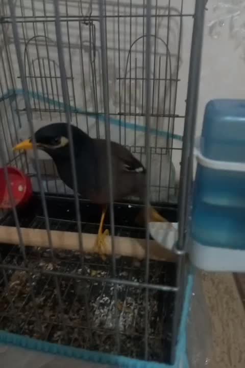 مرغ مینا|پرنده|الیگودرز, |دیوار