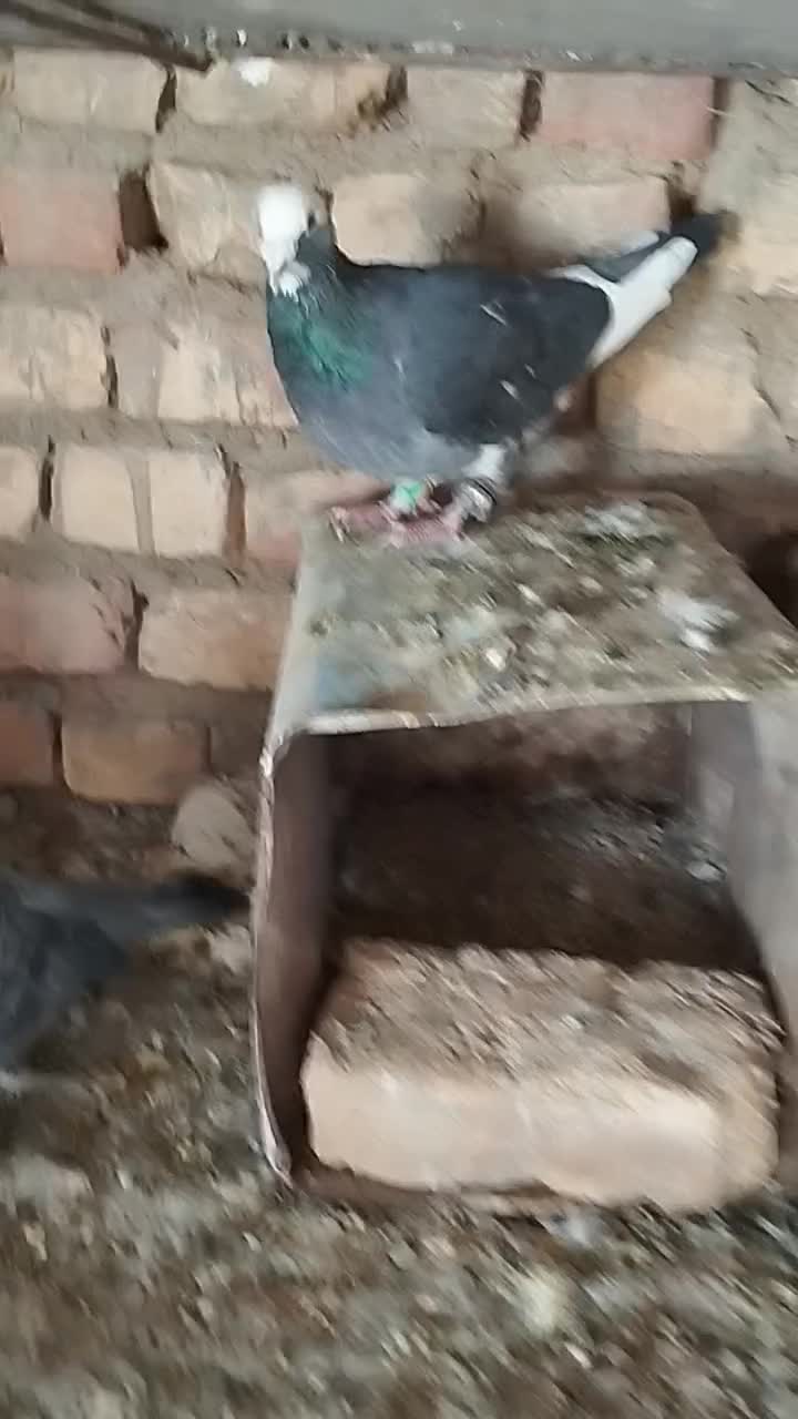 کبوتر|پرنده|قائن, |دیوار