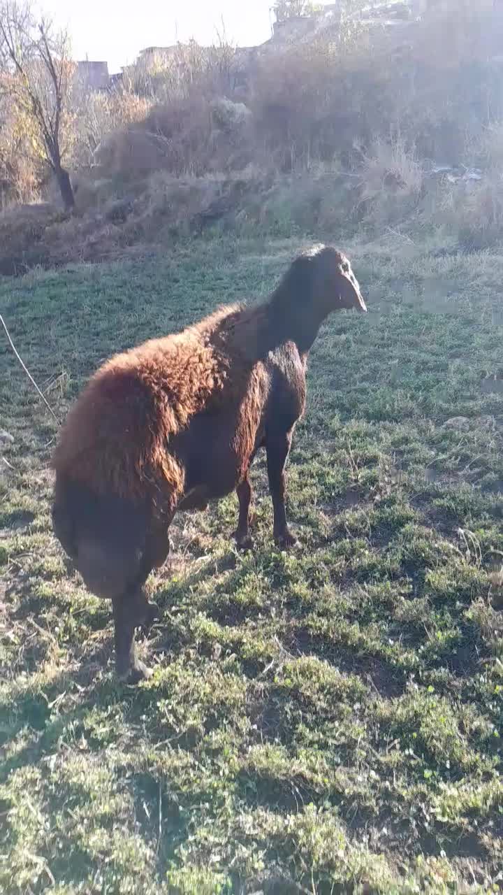 قوچ|حیوانات مزرعه|مریوان, |دیوار