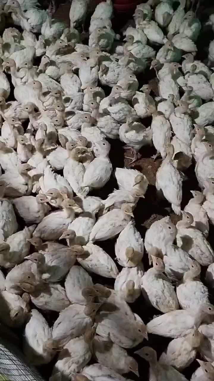 جوجه بوقلمون یک ماه بیوتی فوق سنگین|حیوانات مزرعه|مشهد, ایثار|دیوار