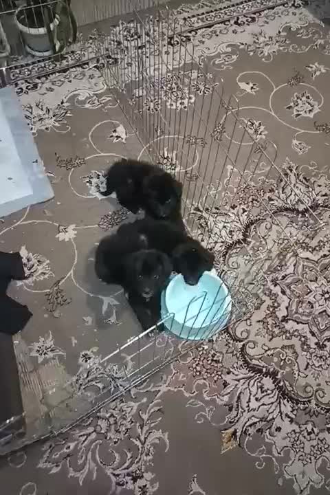 فروش فوری 1 عدد پامر زیر قیمت|سگ|کاشان, فاز ۲ ناجی آباد|دیوار