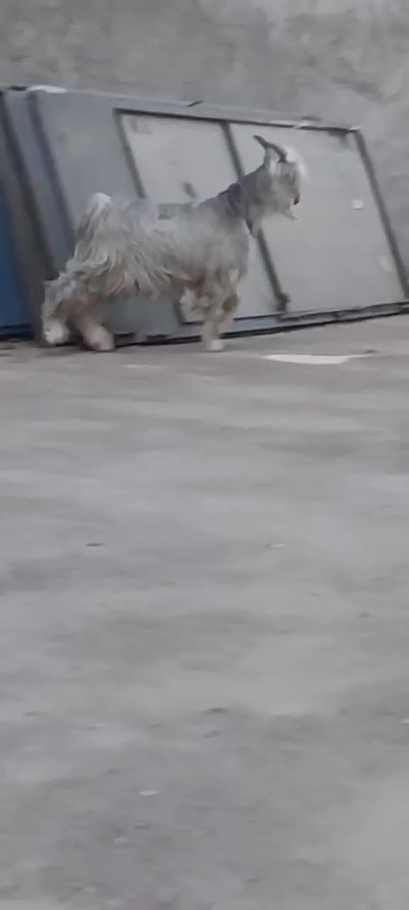 بزغاله دوبور|حیوانات مزرعه|اصفهان, شفق|دیوار