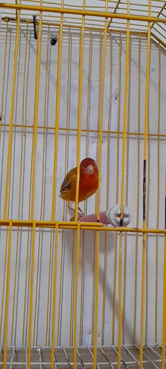 قناری شتری سرخ نر|پرنده|فسا, |دیوار